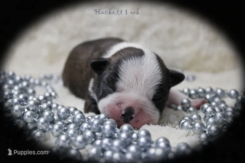Hackett – Boston Terrier puppy for sale in Colorado Springs, CO