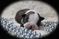 Hackett, a male Boston Terrier for sale in Colorado Springs, CO – 1 of 10