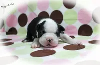 Hagen, a male Boston Terrier for sale in Colorado Springs, CO – 2 of 10