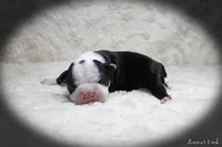 Lamar, a male Boston Terrier for sale in Colorado Springs, CO – 4 of 10