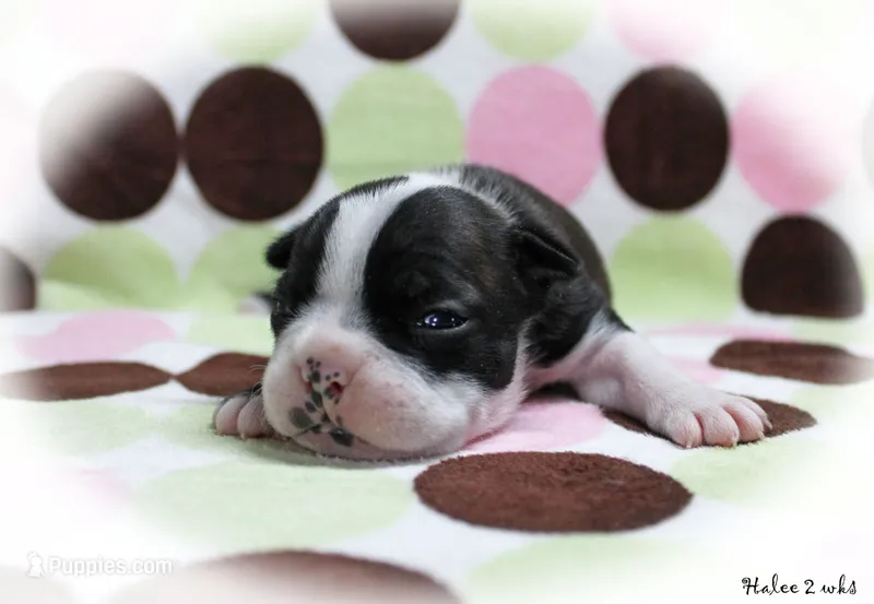 Halee – Boston Terrier puppy for sale in Colorado Springs, CO