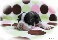 Halee, a female Boston Terrier for sale in Colorado Springs, CO – 1 of 10