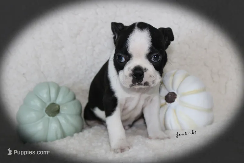Jan – Boston Terrier puppy on hold in Colorado Springs, CO