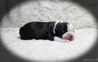 Lance, a male Boston Terrier for sale in Colorado Springs, CO – 3 of 10