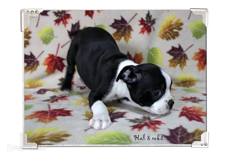 Hal – Boston Terrier puppy on hold in Colorado Springs, CO