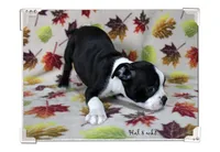 Hal, a male Boston Terrier for sale in Colorado Springs, CO – 1 of 10