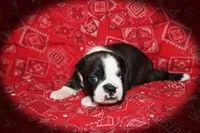 Jade, a female Boston Terrier for sale in Colorado Springs, CO – 2 of 6