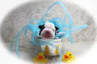 Lado, a male Boston Terrier for sale in Colorado Springs, CO – 2 of 10