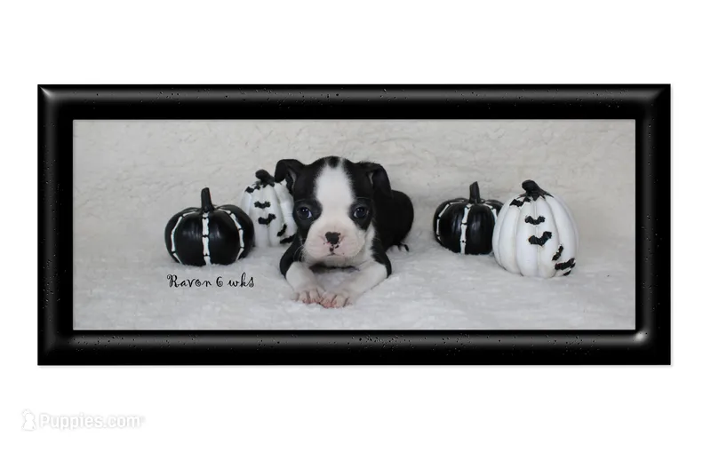 Ravon – Boston Terrier puppy for sale in Colorado Springs, CO