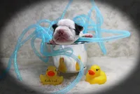 Lado, a male Boston Terrier for sale in Colorado Springs, CO – 1 of 10