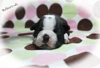 Halbert, a male Boston Terrier for sale in Colorado Springs, CO – 5 of 10