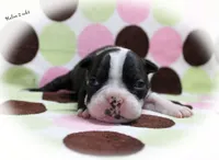 Halee, a female Boston Terrier for sale in Colorado Springs, CO – 2 of 10