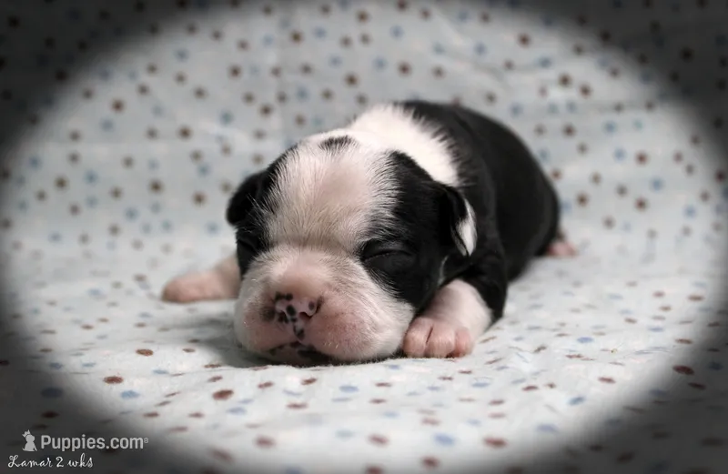 Lamar – Boston Terrier puppy for sale in Colorado Springs, CO