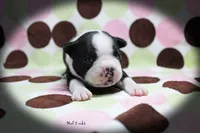 Hal, a male Boston Terrier for sale in Colorado Springs, CO – 4 of 10