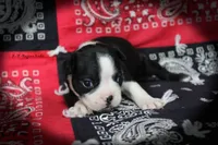 Regina, a female Boston Terrier for sale in Colorado Springs, CO – 4 of 6
