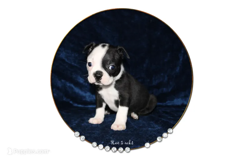Rae – Boston Terrier puppy for sale in Colorado Springs, CO