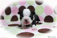Halina, a female Boston Terrier for sale in Colorado Springs, CO – 7 of 10