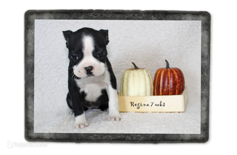 Regina – Boston Terrier puppy for sale in Colorado Springs, CO