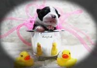 Lacy, a female Boston Terrier for sale in Colorado Springs, CO – 2 of 10
