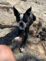 Lacy, a female Boston Terrier for sale in Colorado Springs, CO – 8 of 10