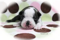 Hackett, a male Boston Terrier for sale in Colorado Springs, CO – 5 of 10
