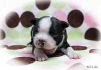 Hal, a male Boston Terrier for sale in Colorado Springs, CO – 2 of 10