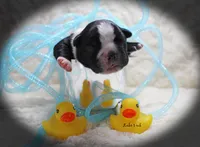 Lake, a male Boston Terrier for sale in Colorado Springs, CO – 5 of 10