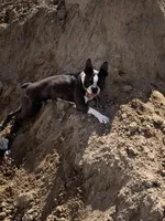Halton, a male Boston Terrier for sale in Colorado Springs, CO – 10 of 10