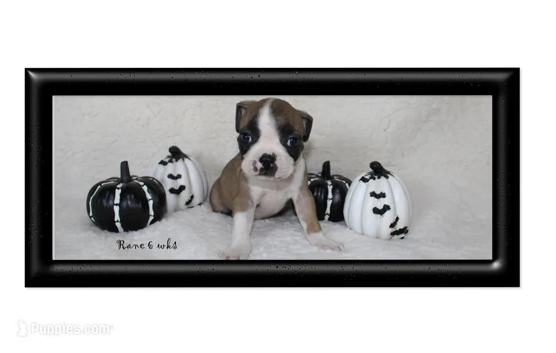 Rane – Boston Terrier puppy for sale in Colorado Springs, CO