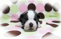 Halbert, a male Boston Terrier for sale in Colorado Springs, CO – 3 of 10