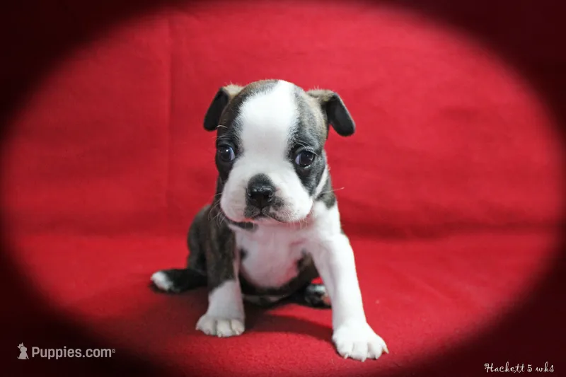 Hackett – Boston Terrier puppy for sale in Colorado Springs, CO