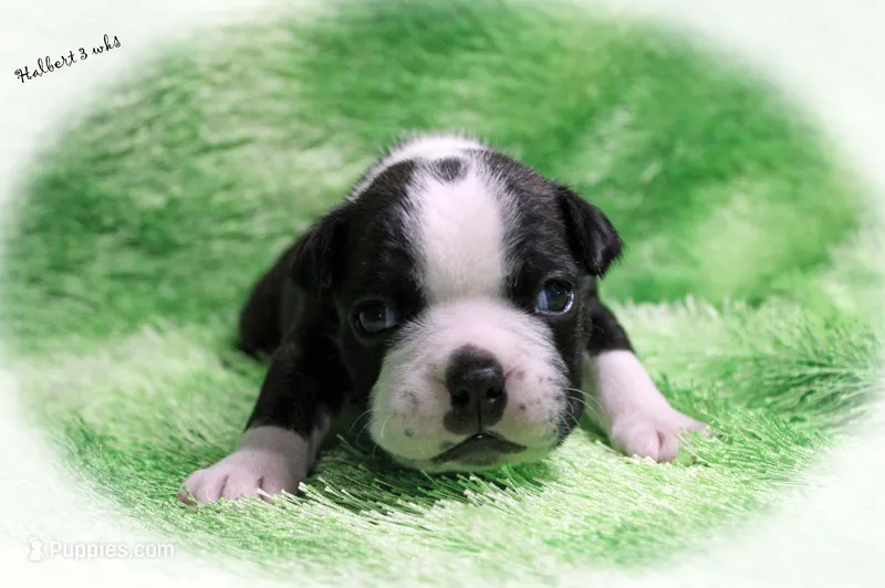 Halbert – Boston Terrier puppy for sale in Colorado Springs, CO
