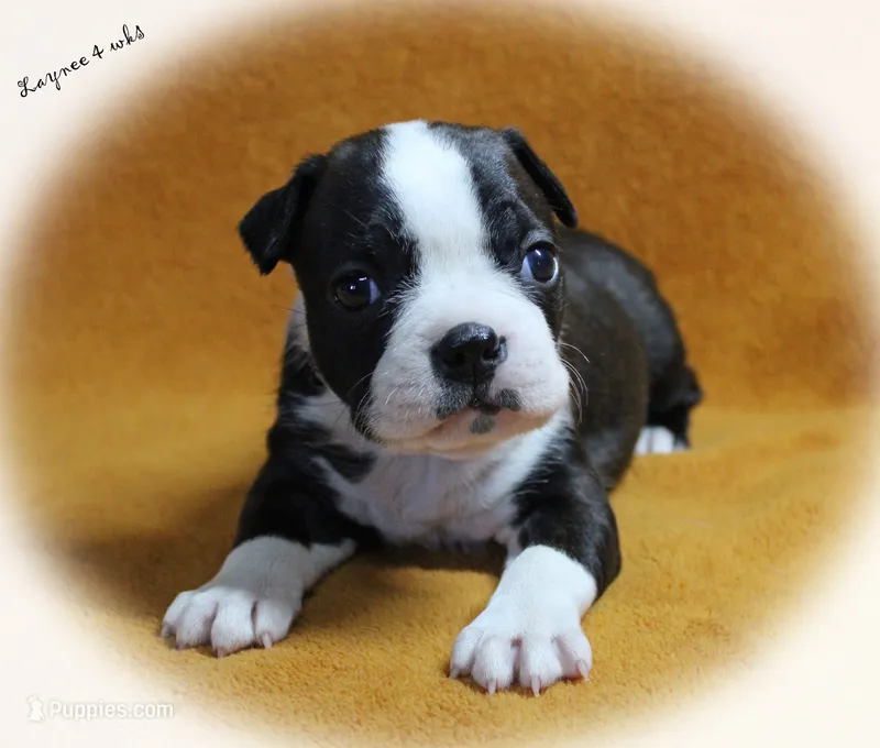 Layne – Boston Terrier puppy for sale in Colorado Springs, CO