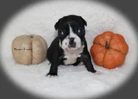 Haven, a female Boston Terrier for sale in Colorado Springs, CO – 4 of 8