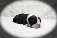 Lacy, a female Boston Terrier for sale in Colorado Springs, CO – 3 of 10