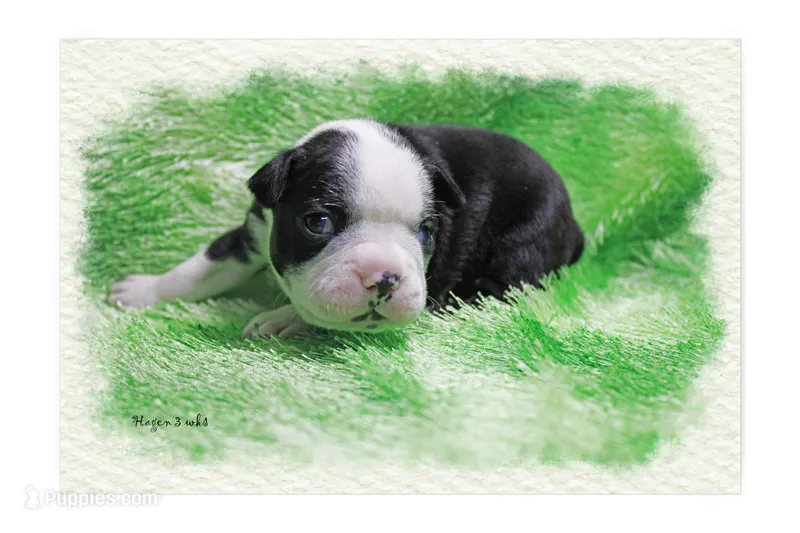 Hagen – Boston Terrier puppy for sale in Colorado Springs, CO