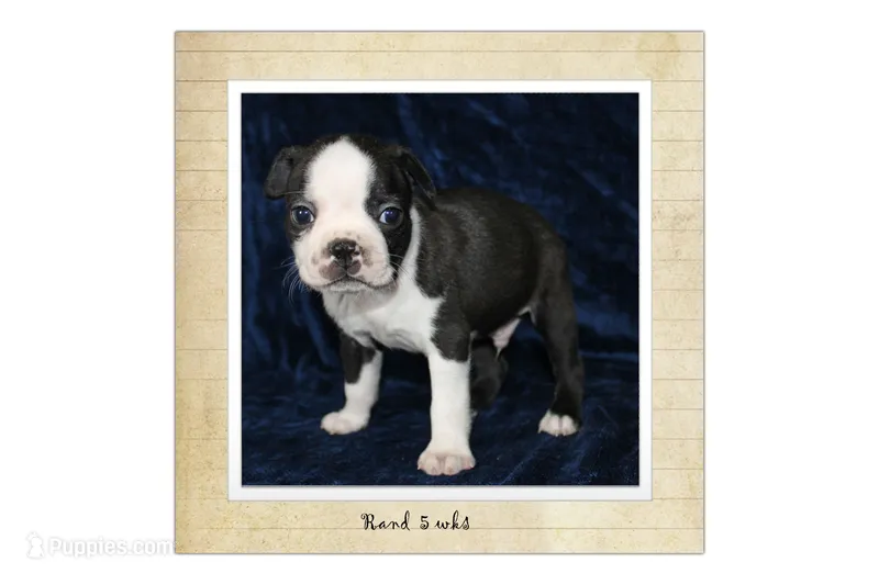 Rand – Boston Terrier puppy for sale in Colorado Springs, CO