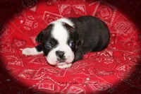 Jace, a male Boston Terrier for sale in Colorado Springs, CO – 4 of 6