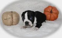 Hale, a male Boston Terrier for sale in Colorado Springs, CO – 4 of 8