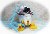 Lamar, a male Boston Terrier for sale in Colorado Springs, CO – 2 of 10