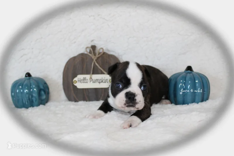 Jace – Boston Terrier puppy for sale in Colorado Springs, CO