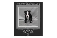 Haden, a male Boston Terrier for sale in Colorado Springs, CO – 3 of 8