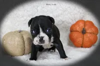 Haven, a female Boston Terrier for sale in Colorado Springs, CO – 7 of 8