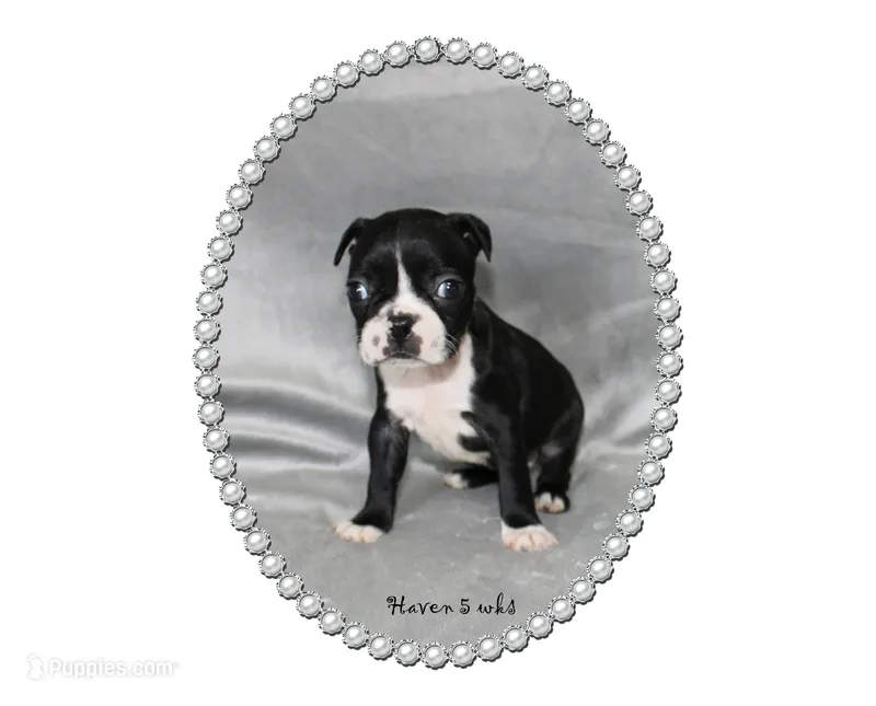 Haven – Boston Terrier puppy for sale in Colorado Springs, CO