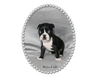 Haven, a female Boston Terrier for sale in Colorado Springs, CO – 1 of 8
