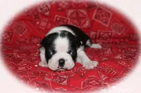 Jan, a female Boston Terrier for sale in Colorado Springs, CO – 3 of 6