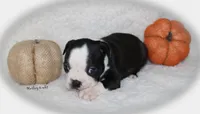 Harley, a female Boston Terrier for sale in Colorado Springs, CO – 5 of 9