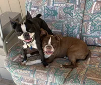 Haven, a female Boston Terrier for sale in Colorado Springs, CO – 8 of 8