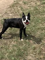 Halee, a female Boston Terrier for sale in Colorado Springs, CO – 10 of 10