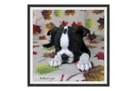 Halbert, a male Boston Terrier for sale in Colorado Springs, CO – 3 of 10